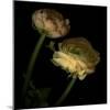 Ranunculus 3-Magda Indigo-Mounted Photographic Print