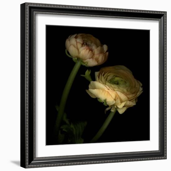 Ranunculus 3-Magda Indigo-Framed Photographic Print