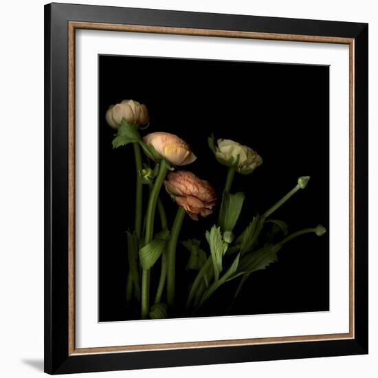 Ranunculus 4-Magda Indigo-Framed Photographic Print