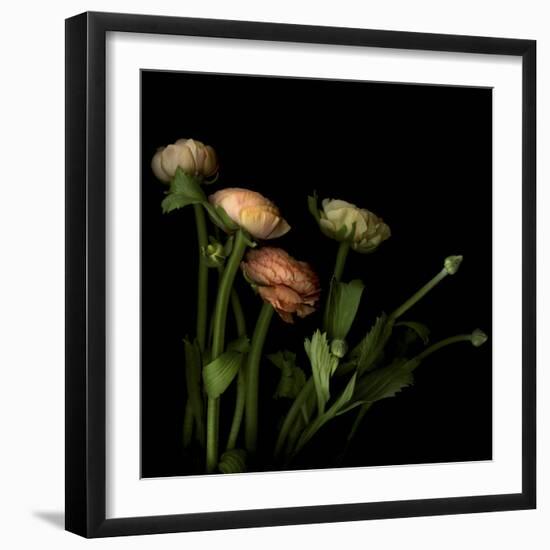 Ranunculus 4-Magda Indigo-Framed Photographic Print