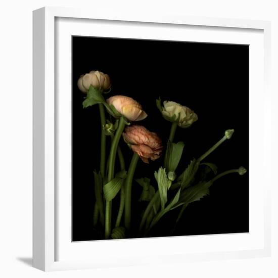 Ranunculus 4-Magda Indigo-Framed Photographic Print