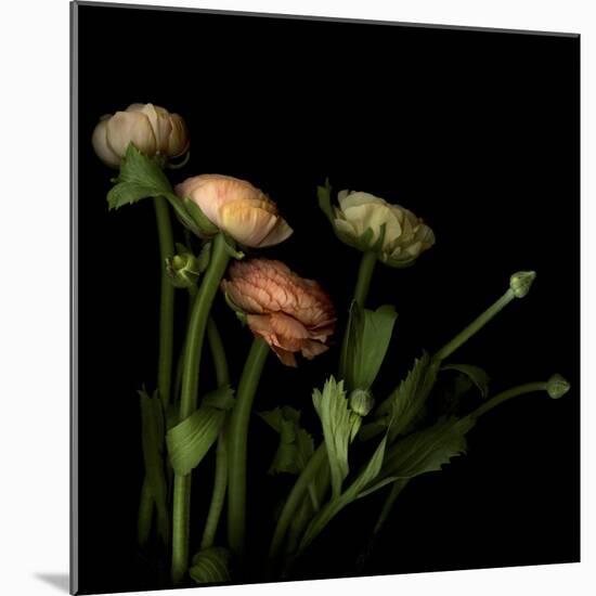 Ranunculus 4-Magda Indigo-Mounted Photographic Print