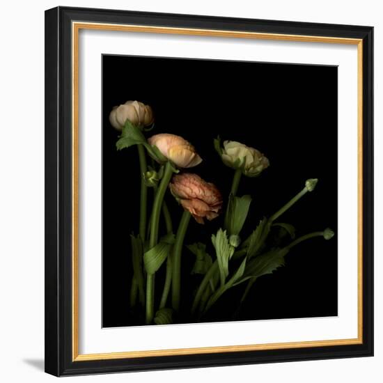 Ranunculus 4-Magda Indigo-Framed Photographic Print