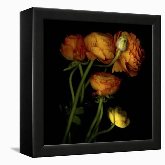 Ranunculus 5-Magda Indigo-Framed Stretched Canvas