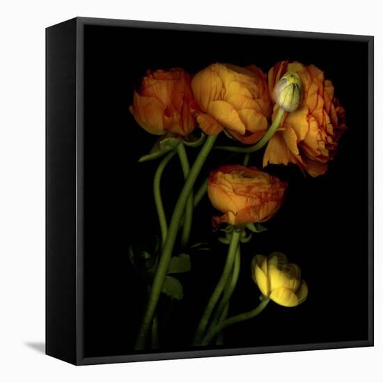 Ranunculus 5-Magda Indigo-Framed Stretched Canvas