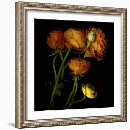 Ranunculus 5-Magda Indigo-Framed Photographic Print