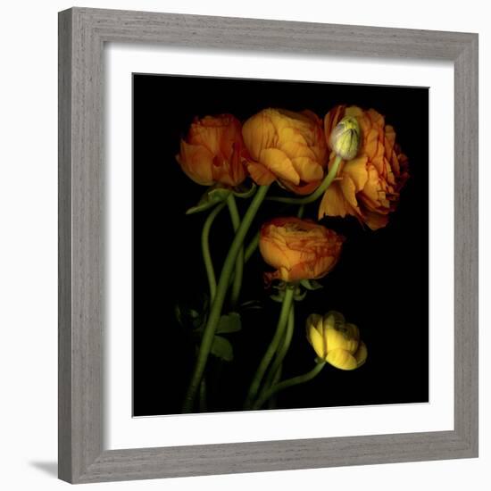 Ranunculus 5-Magda Indigo-Framed Photographic Print