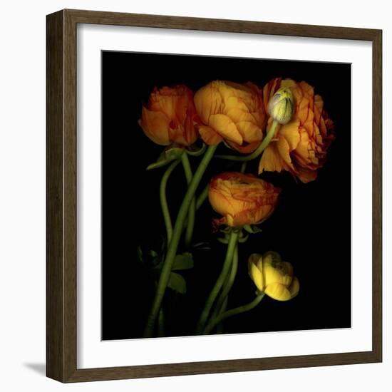 Ranunculus 5-Magda Indigo-Framed Photographic Print