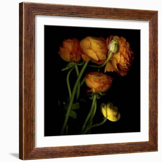 Ranunculus 5-Magda Indigo-Framed Photographic Print