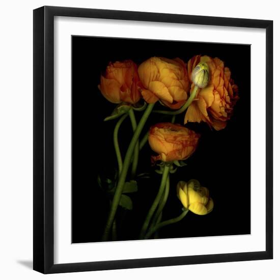 Ranunculus 5-Magda Indigo-Framed Photographic Print