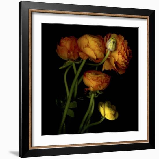 Ranunculus 5-Magda Indigo-Framed Photographic Print