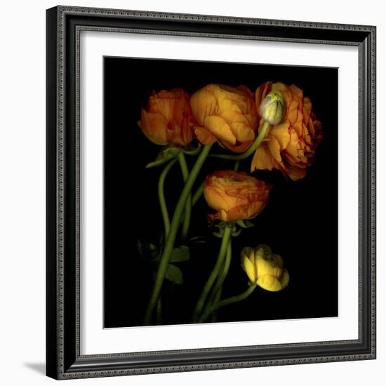 Ranunculus 5-Magda Indigo-Framed Photographic Print