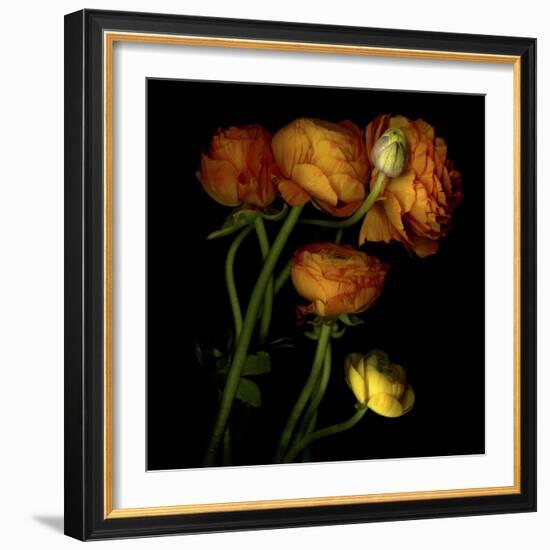 Ranunculus 5-Magda Indigo-Framed Photographic Print