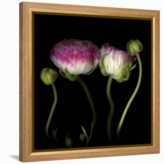 Ranunculus 6-Magda Indigo-Framed Stretched Canvas