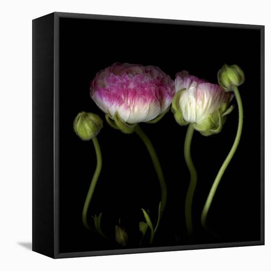 Ranunculus 6-Magda Indigo-Framed Stretched Canvas