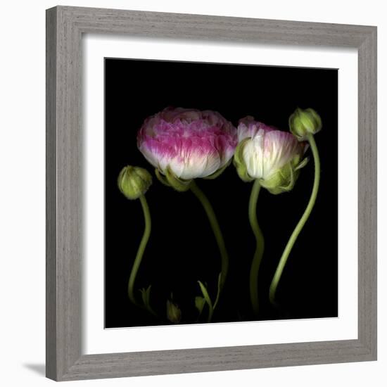 Ranunculus 6-Magda Indigo-Framed Premium Photographic Print