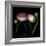 Ranunculus 6-Magda Indigo-Framed Photographic Print