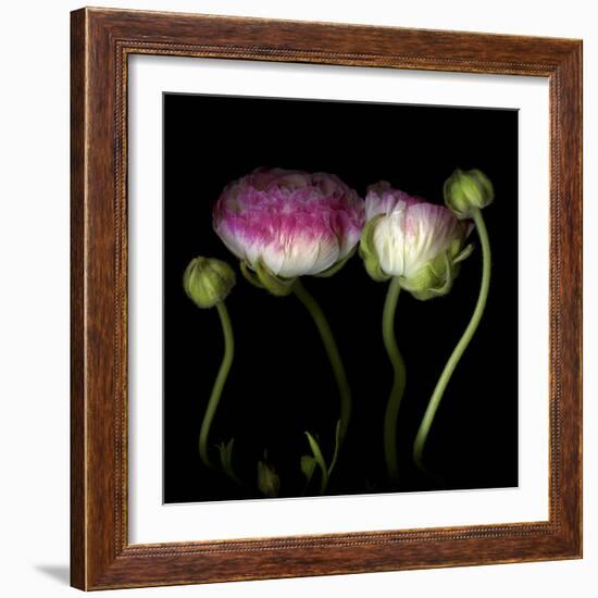 Ranunculus 6-Magda Indigo-Framed Photographic Print