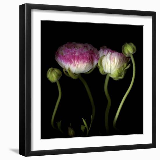 Ranunculus 6-Magda Indigo-Framed Photographic Print