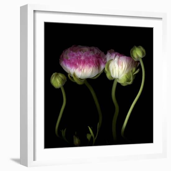 Ranunculus 6-Magda Indigo-Framed Photographic Print