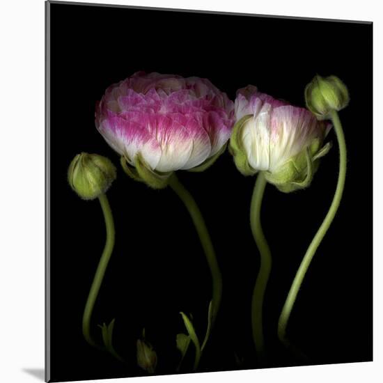 Ranunculus 6-Magda Indigo-Mounted Photographic Print