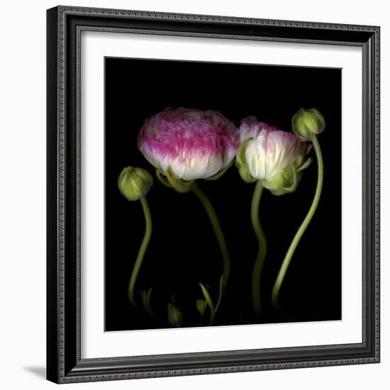 Ranunculus 6-Magda Indigo-Framed Photographic Print