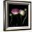 Ranunculus 6-Magda Indigo-Framed Photographic Print