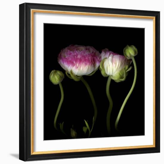 Ranunculus 6-Magda Indigo-Framed Photographic Print