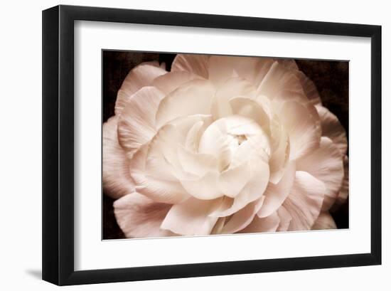 Ranunculus 7-Christine Zalewski-Framed Art Print