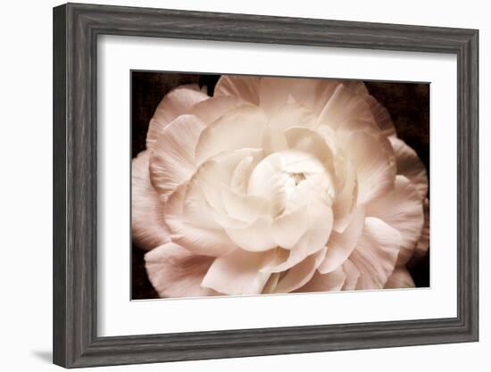 Ranunculus 7-Christine Zalewski-Framed Art Print