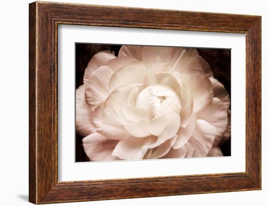 Ranunculus 7-Christine Zalewski-Framed Art Print