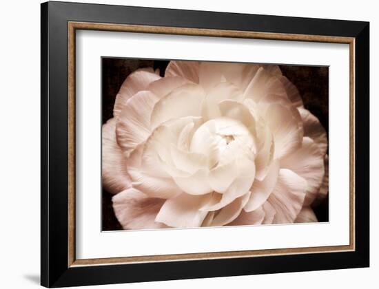 Ranunculus 7-Christine Zalewski-Framed Art Print