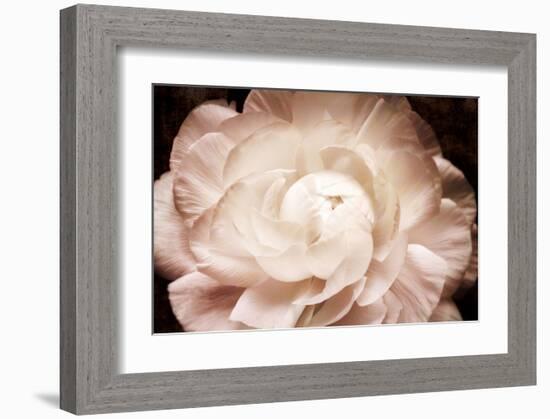 Ranunculus 7-Christine Zalewski-Framed Art Print