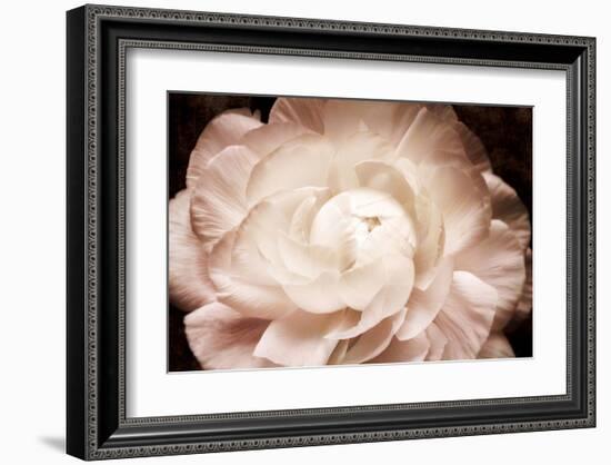 Ranunculus 7-Christine Zalewski-Framed Art Print