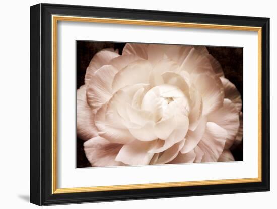 Ranunculus 7-Christine Zalewski-Framed Art Print