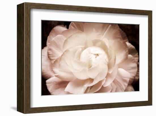 Ranunculus 7-Christine Zalewski-Framed Art Print