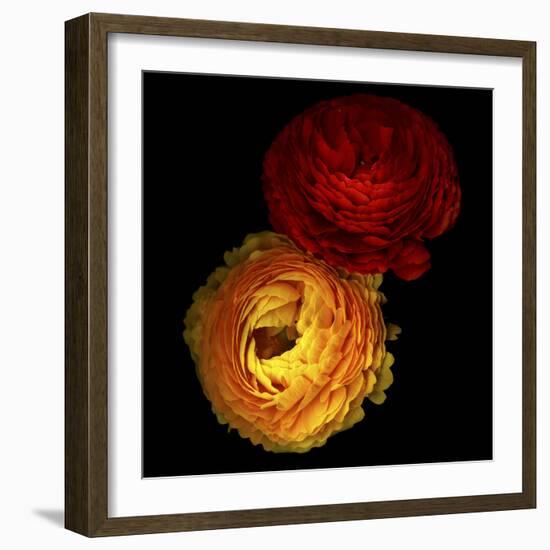 Ranunculus 7-Magda Indigo-Framed Photographic Print