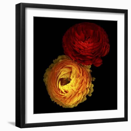 Ranunculus 7-Magda Indigo-Framed Photographic Print