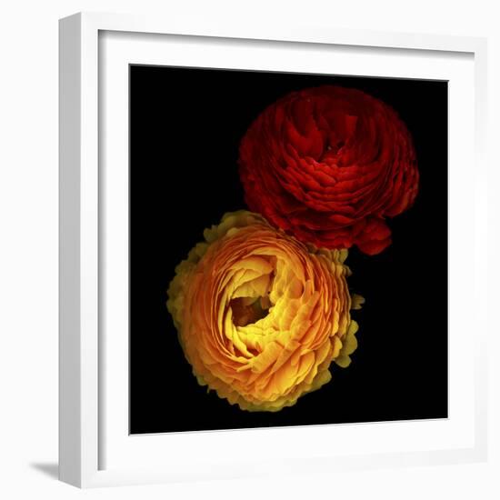 Ranunculus 7-Magda Indigo-Framed Photographic Print