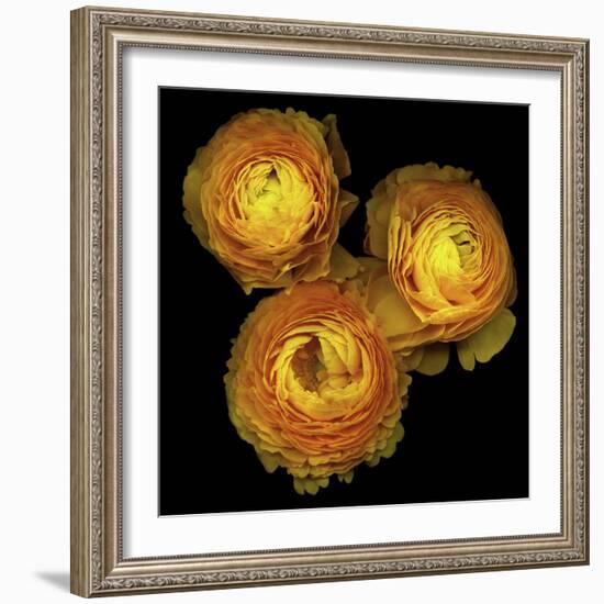 Ranunculus 8-Magda Indigo-Framed Photographic Print