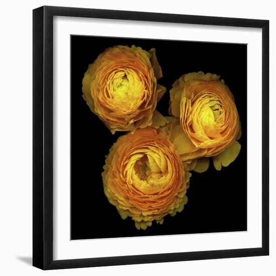 Ranunculus 8-Magda Indigo-Framed Photographic Print