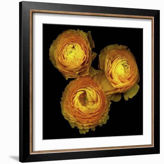 Ranunculus 8-Magda Indigo-Framed Photographic Print