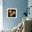 Ranunculus 8-Magda Indigo-Framed Photographic Print displayed on a wall