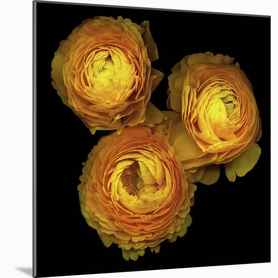 Ranunculus 8-Magda Indigo-Mounted Photographic Print