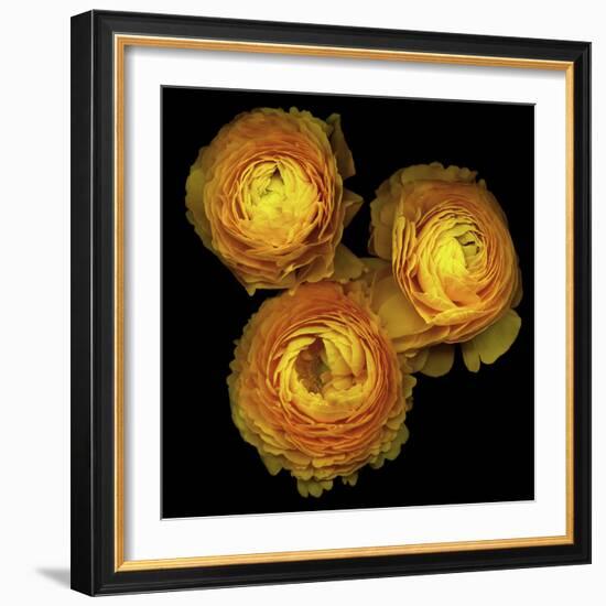 Ranunculus 8-Magda Indigo-Framed Photographic Print