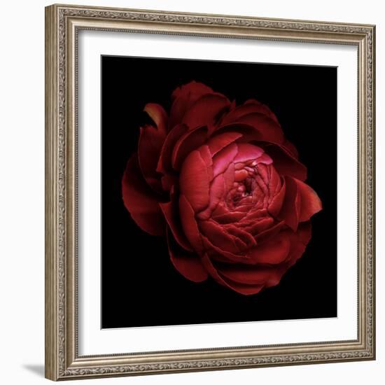 Ranunculus 9-Magda Indigo-Framed Photographic Print