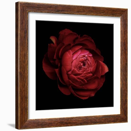 Ranunculus 9-Magda Indigo-Framed Photographic Print