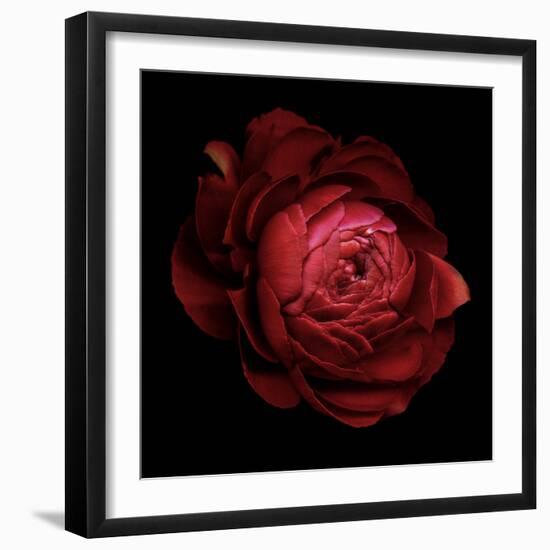 Ranunculus 9-Magda Indigo-Framed Photographic Print