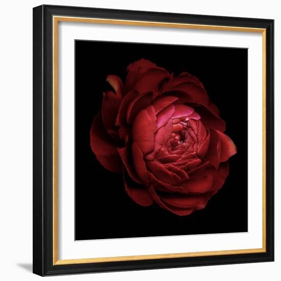 Ranunculus 9-Magda Indigo-Framed Photographic Print