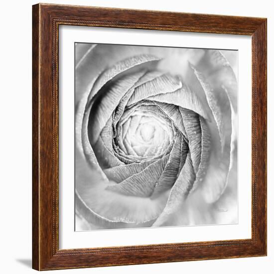 Ranunculus Abstract I BW Light-Laura Marshall-Framed Photographic Print